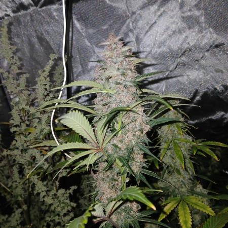 Kyle420greenery  & 42fastbuds