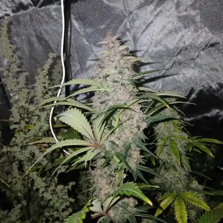 Kyle420greenery  & 42fastbuds