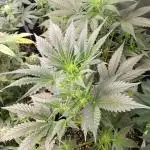 Growers choice seeds Co!!