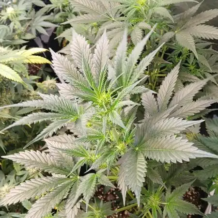 Growers choice seeds Co!!