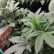 Seed supreme run#4