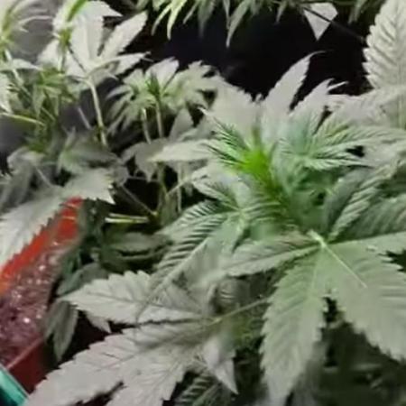 Seed supreme run#4