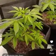 Seed supreme run#4