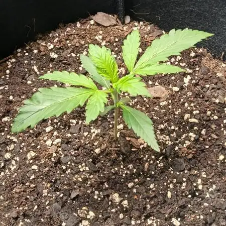 Kyle420greenery  & 42fastbuds
