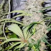 Supreme seeds