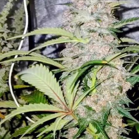 Supreme seeds