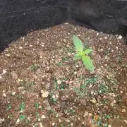 Seed supreme run#4