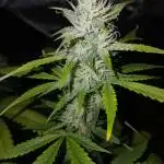 Kyle420greenery  & 42fastbuds