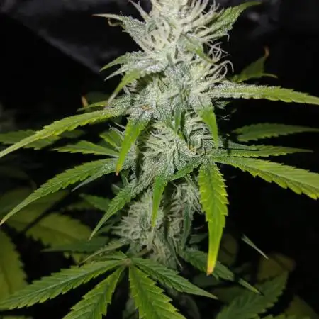 Kyle420greenery  & 42fastbuds