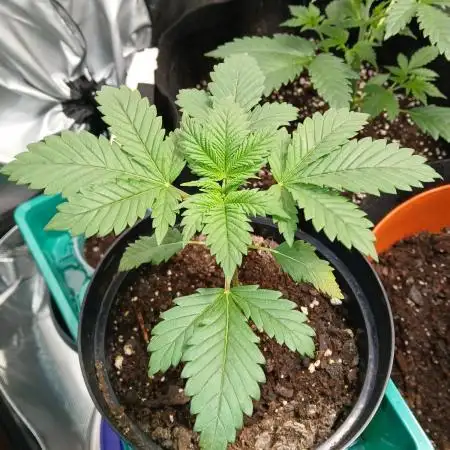 Supreme seeds