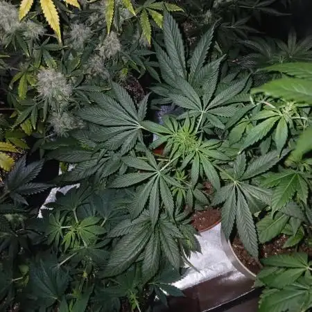 Supreme seeds