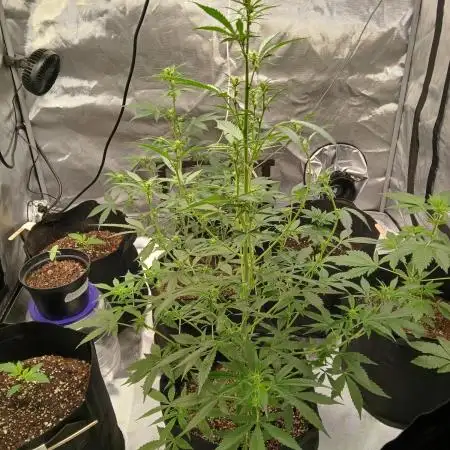 Early flower