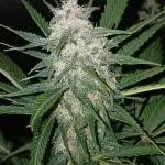 Kyle420greenery  & 42fastbuds
