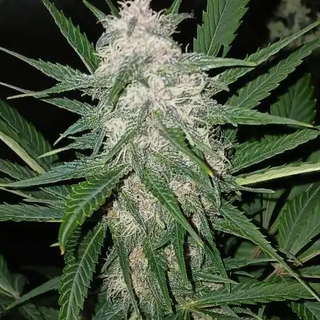 Kyle420greenery  & 42fastbuds