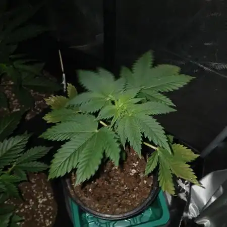 Exotic strains from 42 fast buds!!