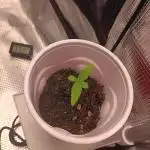 White Widow - First Auto  Grow