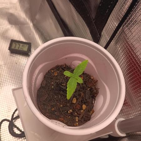 White Widow - First Auto  Grow