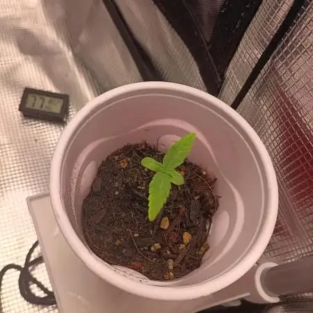 White Widow - First Auto  Grow