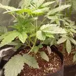 Fat Bastard Auto