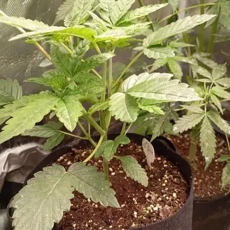 Fat Bastard Auto