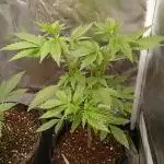 Pineapple Slush XL Auto