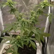 Fat Bastard Auto (2)