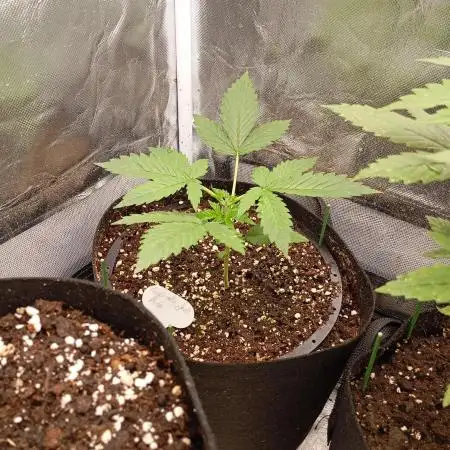 Cinderella Jack Auto