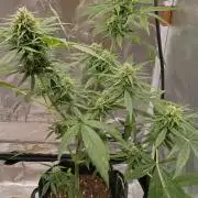 Fat Bastard Auto (2)