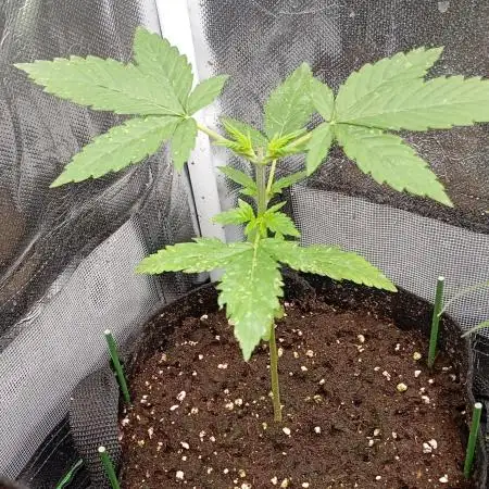 Pineapple Slush XL Auto
