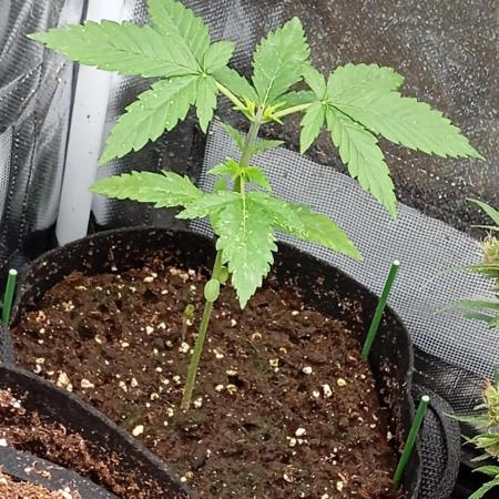 Pineapple Slush XL Auto