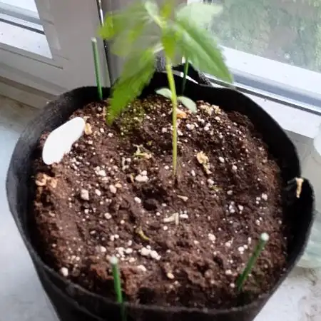 Pineapple Slush XL Auto