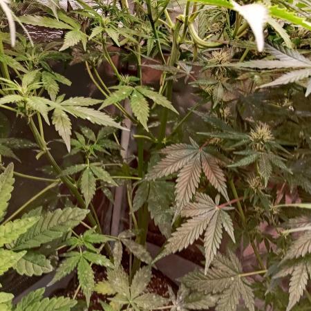 Cinderella Jack Auto