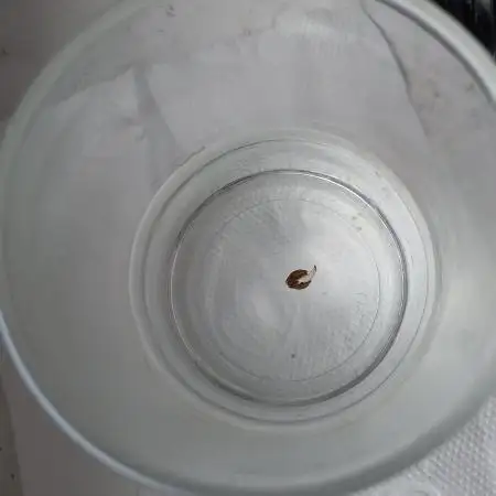 Fat Bastard Auto