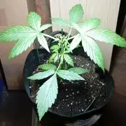 Fat Bastard Auto (2)