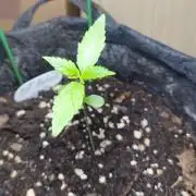 Fat Bastard Auto (2)