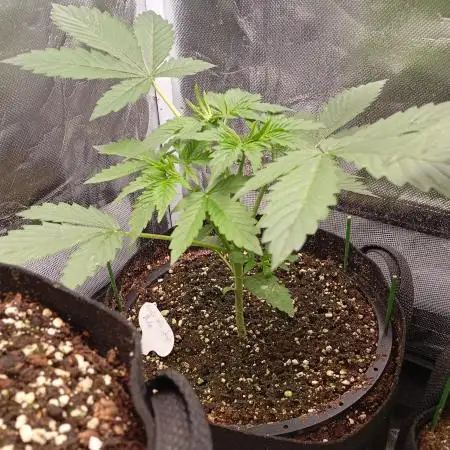 Cinderella Jack Auto