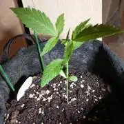 Fat Bastard Auto (2)