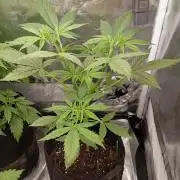 Fat Bastard Auto (2)