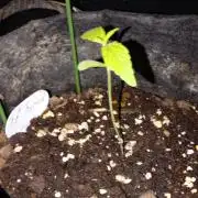 Fat Bastard Auto (2)