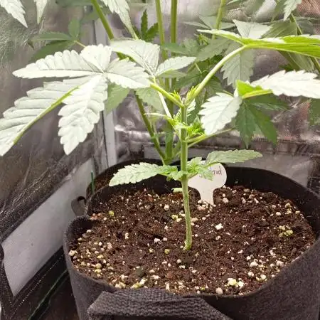 Fat Bastard Auto