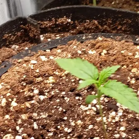 Cinderella Jack Auto