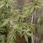 Fat Bastard Auto (2)