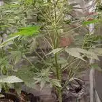 Pineapple Slush XL Auto