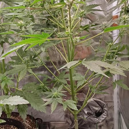 Pineapple Slush XL Auto