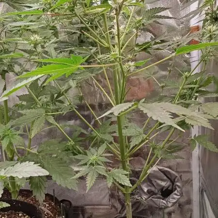 Pineapple Slush XL Auto