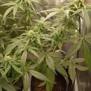 Fat Bastard Auto (2)