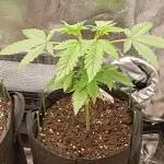 Pineapple Slush XL Auto