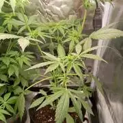 Fat Bastard Auto (2)