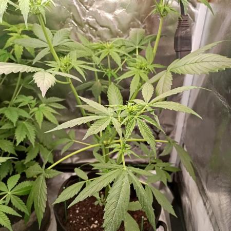 Fat Bastard Auto (2)