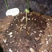 Fat Bastard Auto (2)